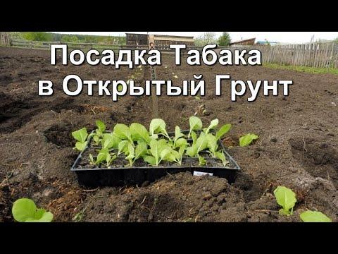 Схема посадки рассады  Курительного Табака в открытый грунт.