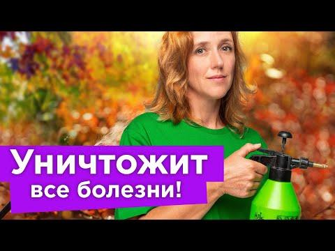 ВСЕГО ОДНА ОБРАБОТКА ОСЕНЬЮ СПАСЕТ САД ОТ БОЛЕЗНЕЙ И ВРЕДИТЕЛЕЙ! Искореняющая обработка пошагово