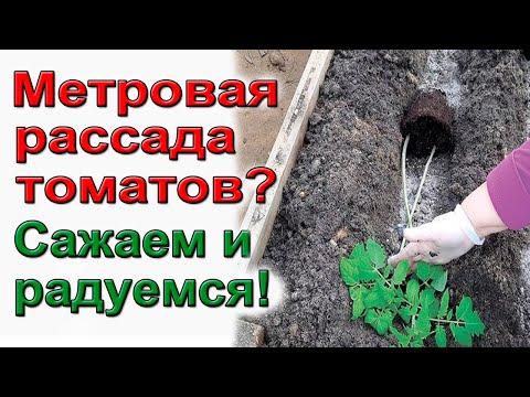 Метровая рассада томатов.  Что делать? Как посадить переросшую рассаду томатов.