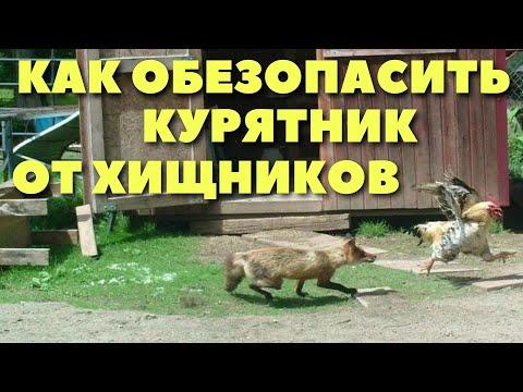 Как обезопасить курятник от хищников