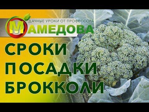 Сроки посадки капусты брокколи.