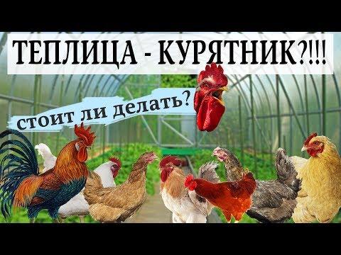 Птицеводство #12. Как быстро построить курятник? Теплица как птичник.