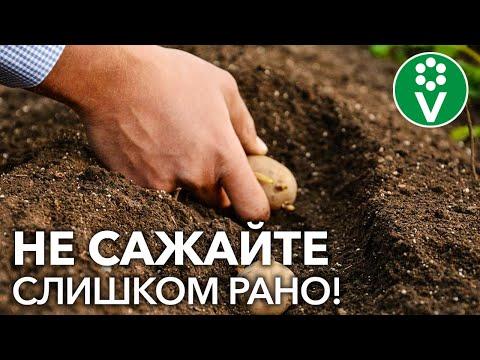 Когда сажать картофель? Не пропустите подходящий момент!