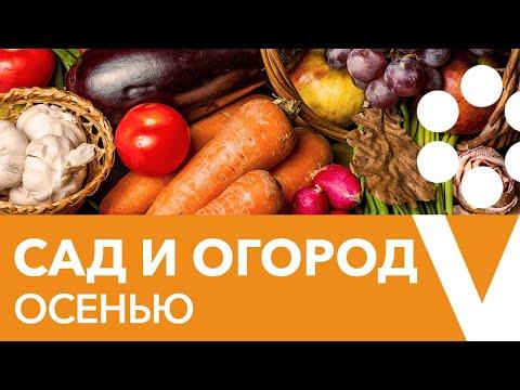 ОСЕННИЕ РАБОТЫ В САДУ И ОГОРОДЕ, о которых нельзя забывать